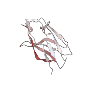 15402_8afm_J_v1-1
Cryo-EM structure of crescentin filaments (wildtype, C2 symmetry and small box)