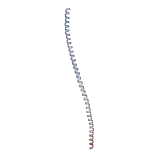 15446_8ahl_J_v1-1
Cryo-EM structure of crescentin filaments (stutter mutant, C1 symmetry and large box)