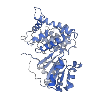 9623_6ahc_H_v1-2
Cryo-EM structure of aldehyde-alcohol dehydrogenase reveals a high-order helical architecture critical for its activity