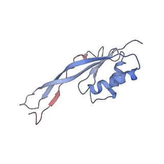 9627_6ahu_G_v1-1
Cryo-EM structure of human Ribonuclease P with mature tRNA