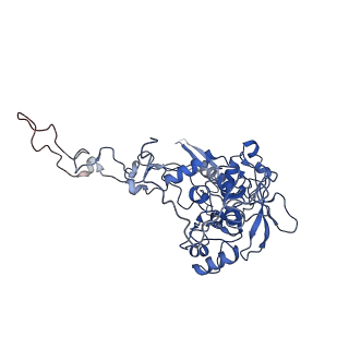 11796_7aih_B_v1-0
The Large subunit of the Kinetoplastid mitochondrial ribosome