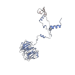 11808_7aju_UR_v1-1
Cryo-EM structure of the 90S-exosome super-complex (state Post-A1-exosome)