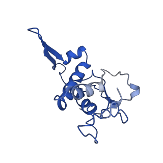 11821_7am2_F_v1-0
Intermediate assembly of the Large subunit from Leishmania major mitochondrial ribosome