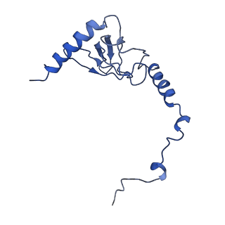 11821_7am2_J_v1-0
Intermediate assembly of the Large subunit from Leishmania major mitochondrial ribosome