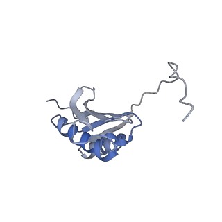 15523_8am9_L_v1-2
Cryo-EM structure of the proline-rich antimicrobial peptide drosocin bound to the elongating ribosome