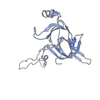 15523_8am9_d_v1-2
Cryo-EM structure of the proline-rich antimicrobial peptide drosocin bound to the elongating ribosome