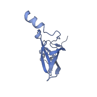 15523_8am9_o_v1-2
Cryo-EM structure of the proline-rich antimicrobial peptide drosocin bound to the elongating ribosome
