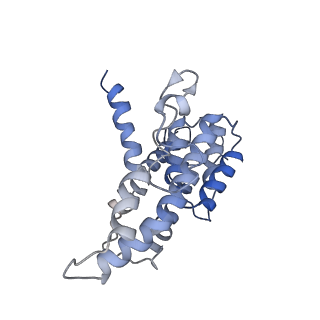 11829_7ane_ap_v1-0
Leishmania Major mitochondrial ribosome