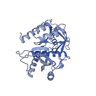 15544_8any_7_v1-0
Human mitochondrial ribosome in complex with LRPPRC, SLIRP, A-site, P-site, E-site tRNAs and mRNA