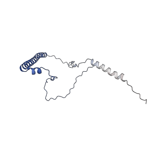 15544_8any_8_v2-1
Human mitochondrial ribosome in complex with LRPPRC, SLIRP, A-site, P-site, E-site tRNAs and mRNA