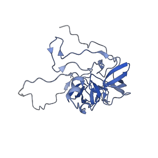 15544_8any_D_v1-0
Human mitochondrial ribosome in complex with LRPPRC, SLIRP, A-site, P-site, E-site tRNAs and mRNA