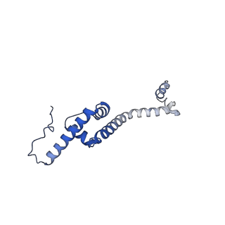 15544_8any_R_v1-0
Human mitochondrial ribosome in complex with LRPPRC, SLIRP, A-site, P-site, E-site tRNAs and mRNA