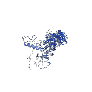 11845_7aoi_BA_v1-2
Trypanosoma brucei mitochondrial ribosome large subunit assembly intermediate