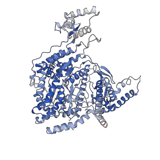 15556_8ap1_A_v1-4
Cryo-EM structure of yeast mitochondrial RNA polymerase transcription initiation complex with two GTP molecules poised for de novo initiation (IC2)