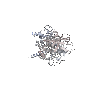 15559_8ap6_E1_v1-0
Trypanosoma brucei mitochondrial F1Fo ATP synthase dimer