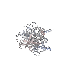 15559_8ap6_E2_v1-0
Trypanosoma brucei mitochondrial F1Fo ATP synthase dimer