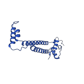 15559_8ap6_J_v1-0
Trypanosoma brucei mitochondrial F1Fo ATP synthase dimer