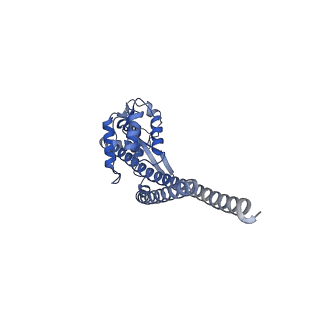 15562_8ap9_G_v1-0
rotor of the Trypanosoma brucei mitochondrial ATP synthase dimer