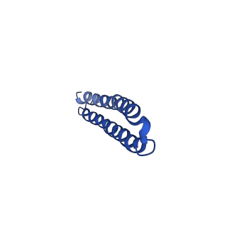 15562_8ap9_P_v1-0
rotor of the Trypanosoma brucei mitochondrial ATP synthase dimer