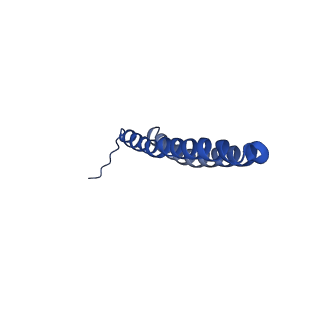 15562_8ap9_S_v1-0
rotor of the Trypanosoma brucei mitochondrial ATP synthase dimer
