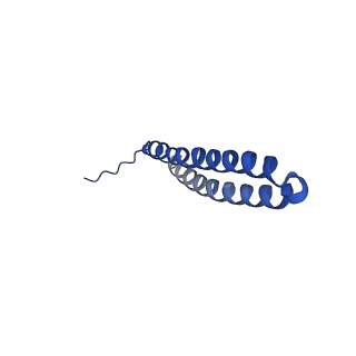 15562_8ap9_T_v1-0
rotor of the Trypanosoma brucei mitochondrial ATP synthase dimer