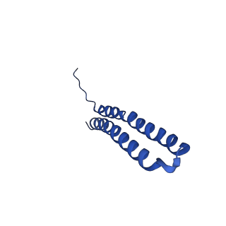 15562_8ap9_W_v1-0
rotor of the Trypanosoma brucei mitochondrial ATP synthase dimer