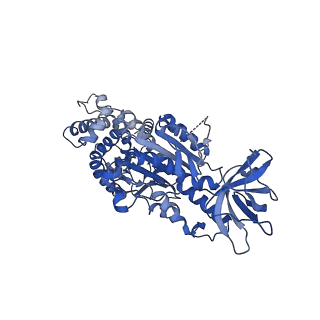 15563_8apa_C1_v1-0
rotational state 1a of the Trypanosoma brucei mitochondrial ATP synthase dimer