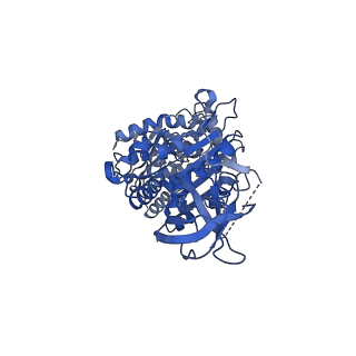 15564_8apb_B1_v1-0
rotational state 1b of the Trypanosoma brucei mitochondrial ATP synthase dimer