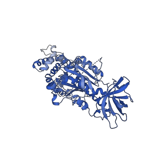 15564_8apb_C1_v1-0
rotational state 1b of the Trypanosoma brucei mitochondrial ATP synthase dimer