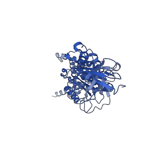 15564_8apb_E1_v1-0
rotational state 1b of the Trypanosoma brucei mitochondrial ATP synthase dimer