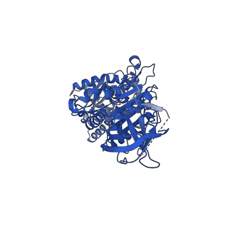 15565_8apc_B1_v1-0
rotational state 1c of the Trypanosoma brucei mitochondrial ATP synthase dimer