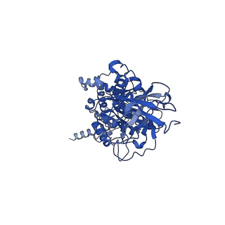 15565_8apc_E1_v1-0
rotational state 1c of the Trypanosoma brucei mitochondrial ATP synthase dimer