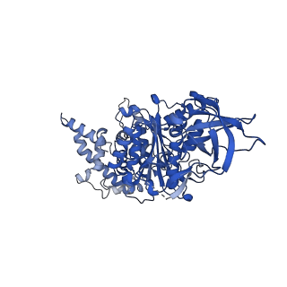 15566_8apd_A1_v1-0
rotational state 1d of the Trypanosoma brucei mitochondrial ATP synthase dimer