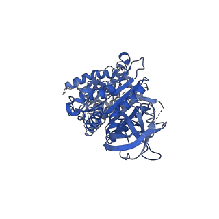 15566_8apd_B1_v1-0
rotational state 1d of the Trypanosoma brucei mitochondrial ATP synthase dimer