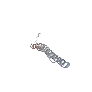 15566_8apd_O1_v1-0
rotational state 1d of the Trypanosoma brucei mitochondrial ATP synthase dimer