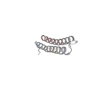 15566_8apd_R1_v1-0
rotational state 1d of the Trypanosoma brucei mitochondrial ATP synthase dimer