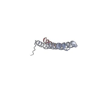 15566_8apd_S1_v1-0
rotational state 1d of the Trypanosoma brucei mitochondrial ATP synthase dimer