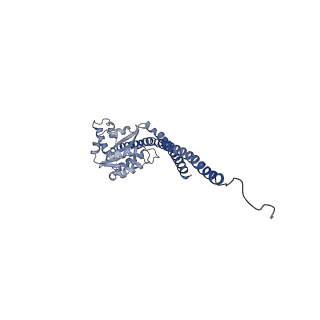 15570_8apg_G1_v1-0
rotational state 2b of the Trypanosoma brucei mitochondrial ATP synthase dimer