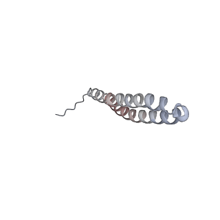 15570_8apg_W1_v1-0
rotational state 2b of the Trypanosoma brucei mitochondrial ATP synthase dimer