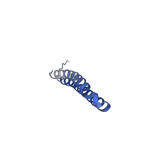15573_8apk_V1_v1-0
rotational state 3 of the Trypanosoma brucei mitochondrial ATP synthase dimer