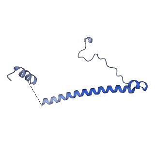 15576_8apn_AE_v1-2
Structure of the mitochondrial ribosome from Polytomella magna with tRNA bound to the P site