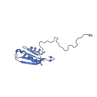 15576_8apn_AG_v1-2
Structure of the mitochondrial ribosome from Polytomella magna with tRNA bound to the P site