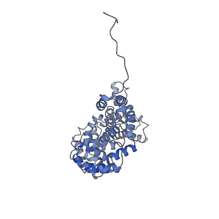 15576_8apn_AM_v1-2
Structure of the mitochondrial ribosome from Polytomella magna with tRNA bound to the P site