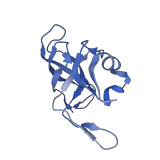 15576_8apn_Ai_v1-2
Structure of the mitochondrial ribosome from Polytomella magna with tRNA bound to the P site