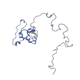 15576_8apn_Aj_v1-2
Structure of the mitochondrial ribosome from Polytomella magna with tRNA bound to the P site