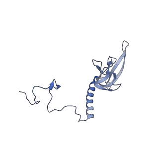 15576_8apn_Au_v1-2
Structure of the mitochondrial ribosome from Polytomella magna with tRNA bound to the P site