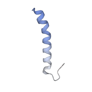 15576_8apn_BD_v1-2
Structure of the mitochondrial ribosome from Polytomella magna with tRNA bound to the P site