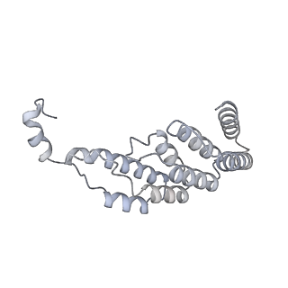 15576_8apn_BE_v1-2
Structure of the mitochondrial ribosome from Polytomella magna with tRNA bound to the P site