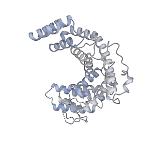 15576_8apn_BF_v1-2
Structure of the mitochondrial ribosome from Polytomella magna with tRNA bound to the P site