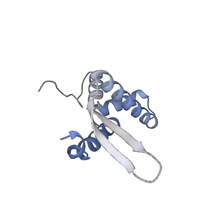 15576_8apn_Bg_v1-2
Structure of the mitochondrial ribosome from Polytomella magna with tRNA bound to the P site